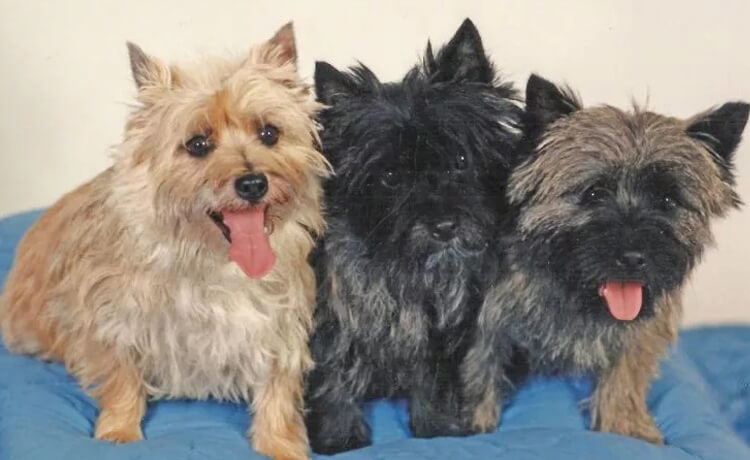 Cairn Terrier